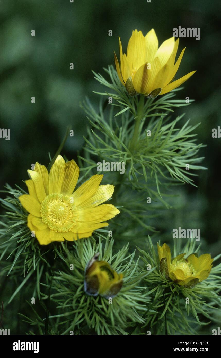 botany, Adonis, pheasant`s eye, (Adonis vernalis), flowers, blooming, yellow flowering, flower heads, Stock Photo